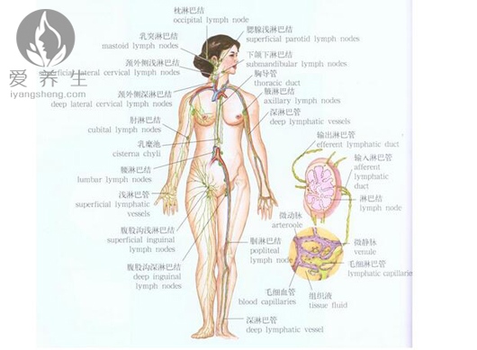体内8大淋巴 排毒防疾病