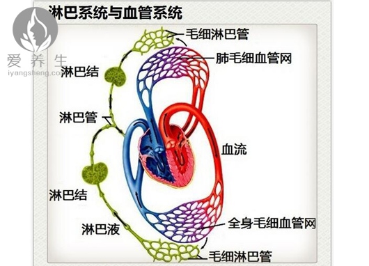 体内8大淋巴 排毒防疾病