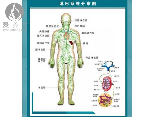 体内8大淋巴 排毒防疾病