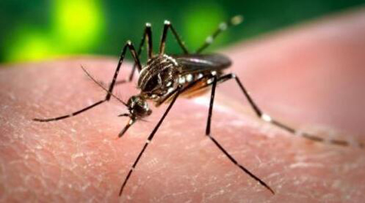 点一盘蚊香等于抽6包烟？