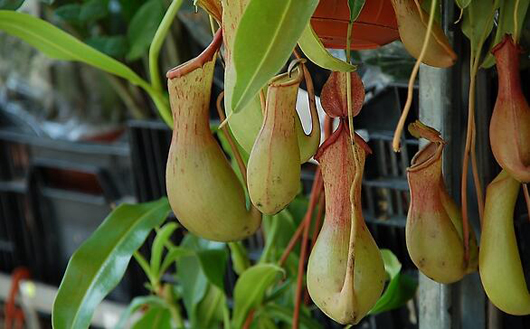 点一盘蚊香等于抽6包烟？