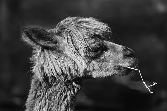 公司发了奖金就一定要请上级领导吃饭吗？