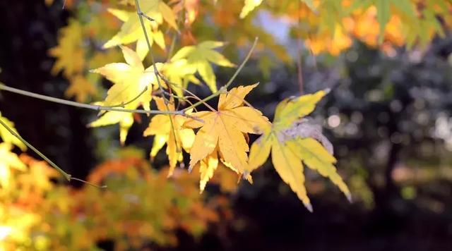 任世间沧桑变化，我只管灿烂如花