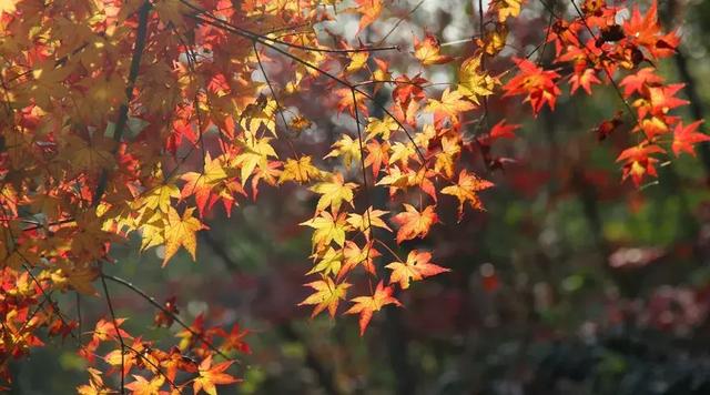 任世间沧桑变化，我只管灿烂如花