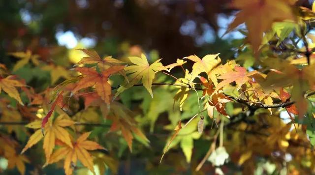 任世间沧桑变化，我只管灿烂如花