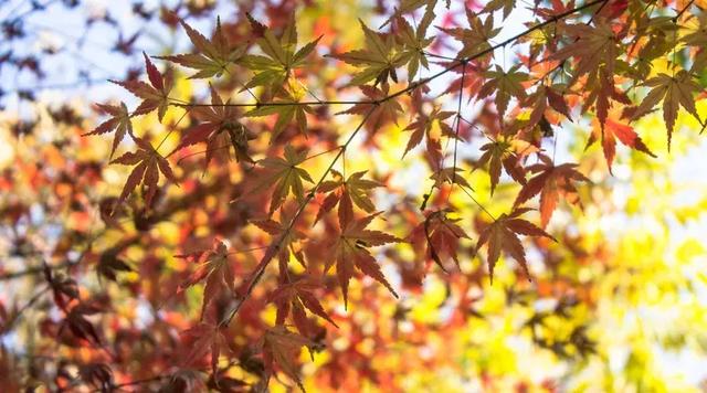 任世间沧桑变化，我只管灿烂如花