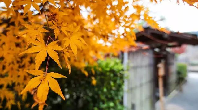 秋，是一首简单旋律的歌