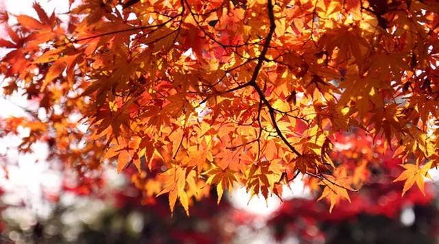 秋，是一首简单旋律的歌