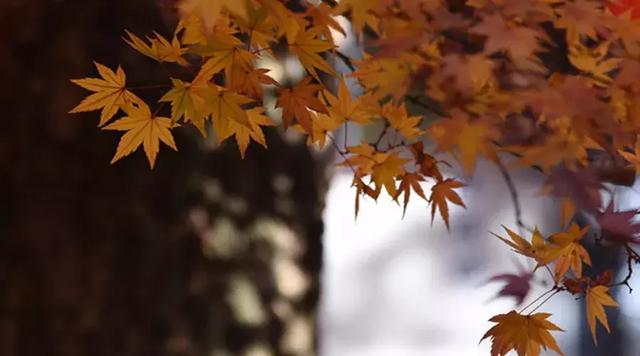 秋，是一首简单旋律的歌