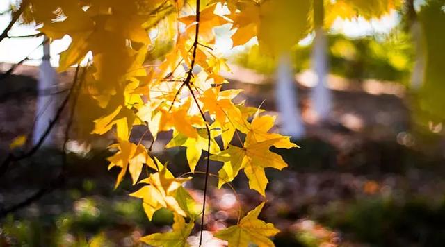 秋，是一首简单旋律的歌