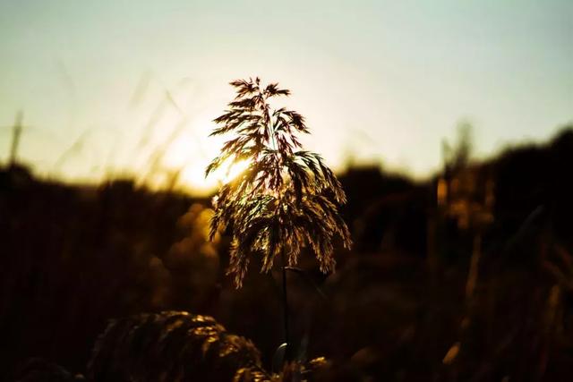 黄昏无语，江畔幽梦