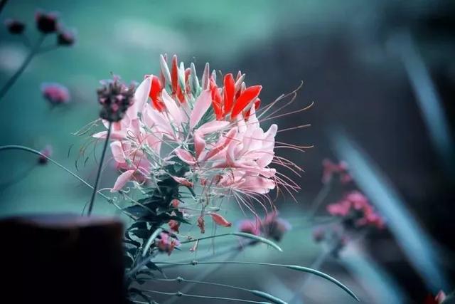 问题若是出在自己，嫁娶谁结果都一样