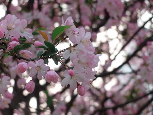 春天，春暖花开的美丽季节