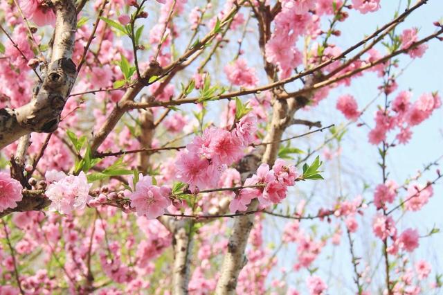 春天，春暖花开的美丽季节