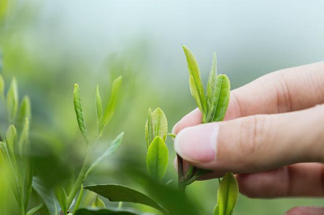 佛教美文：人生的幸福，就在自己豁达之处