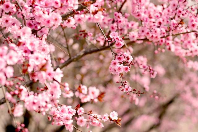 祈春归，笑看遍地二月花