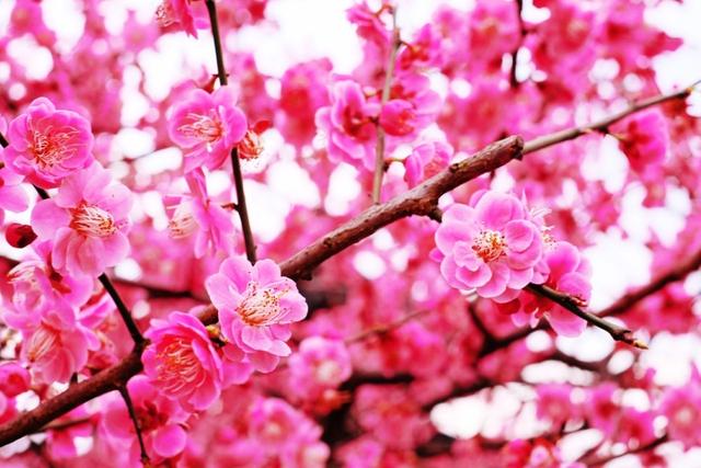 祈春归，笑看遍地二月花