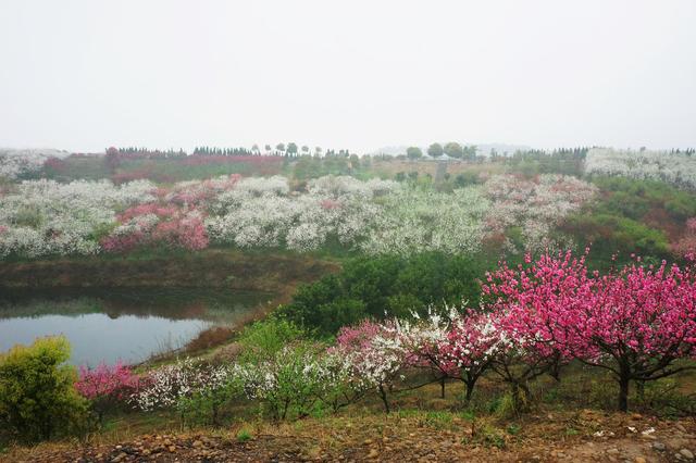 祈春归，笑看遍地二月花