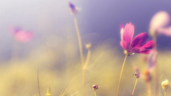 20条正能量经典句子，句句走心，净化心灵的句子