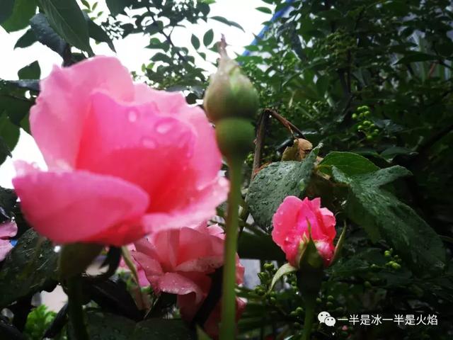 散文诗：秋 · 与雨