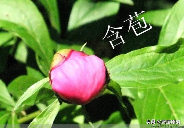 原创抒情散文诗《女人如花，花开芬芳》