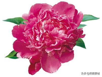 原创抒情散文诗《女人如花，花开芬芳》