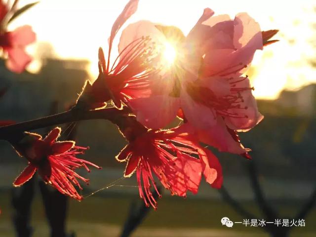 散文诗：四月，春光