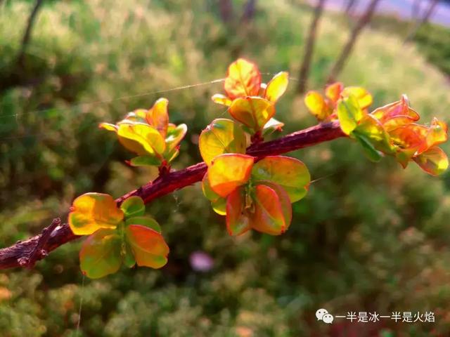 散文诗：四月，春光