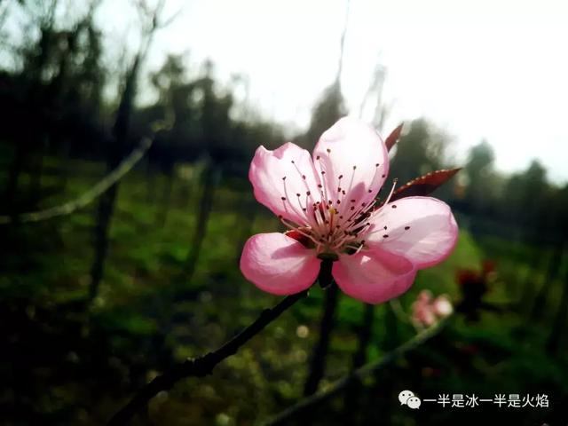 散文诗：四月，春光