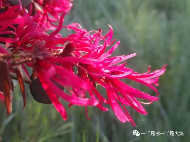 散文诗：春天日记（二）