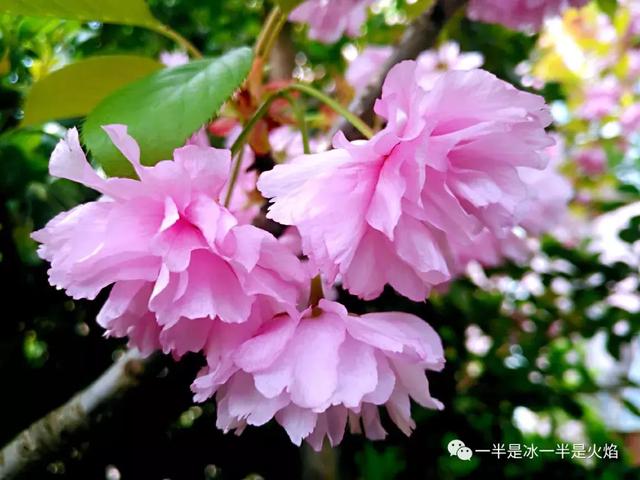 散文诗：春天日记（二）