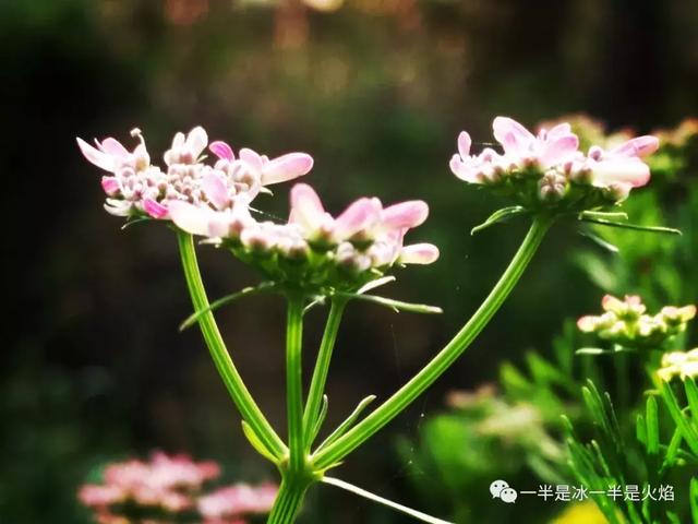 散文诗：春天日记（二）