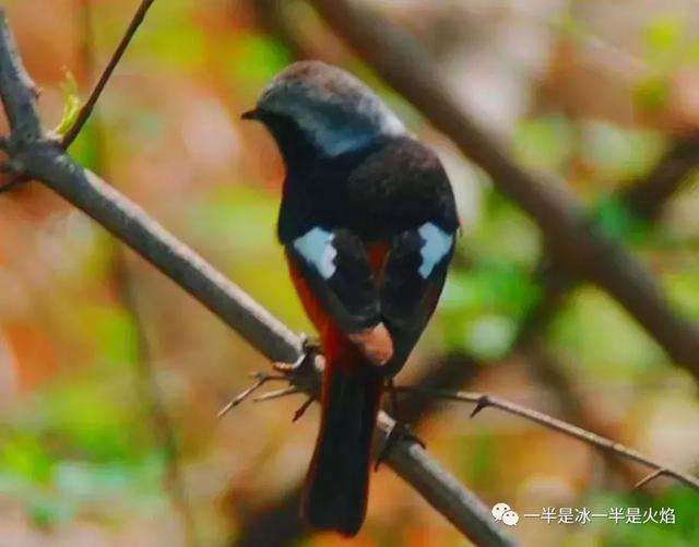 散文诗：春天日记（二）