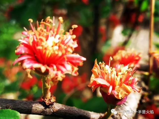 散文诗：春天日记（二）