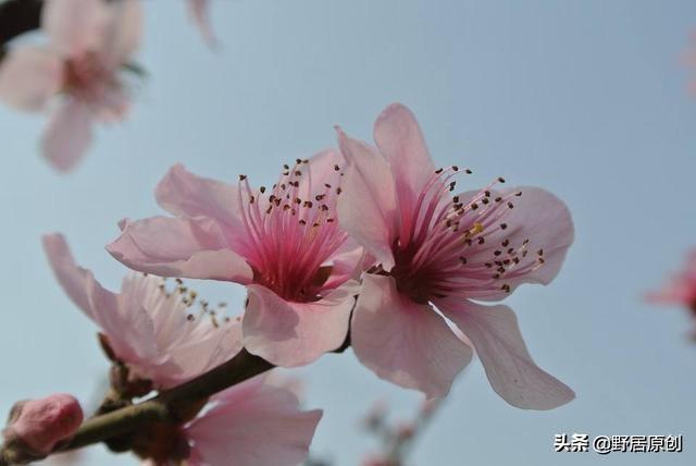 原创抒情散文诗《桃花，你若盛开》