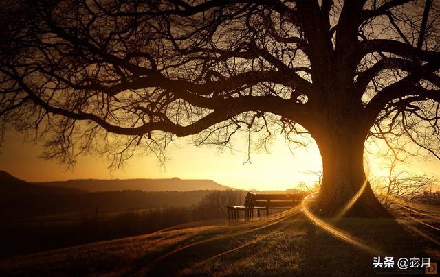 散文诗：一棵树的爱