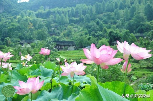 原创抒情散文诗《七月，我轻轻地走来》