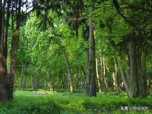 原创抒情散文诗《七月，我轻轻地走来》