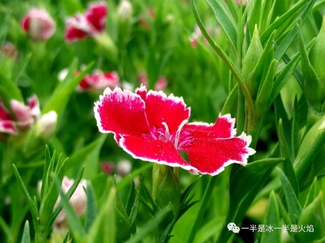 散文诗：风过春天，吹开一季风情