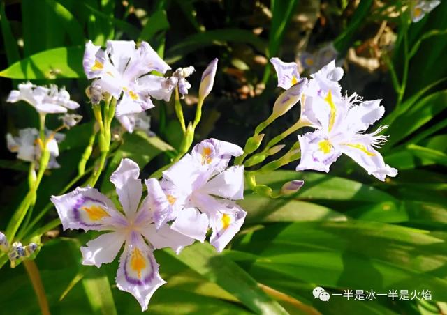 散文诗：风过春天，吹开一季风情