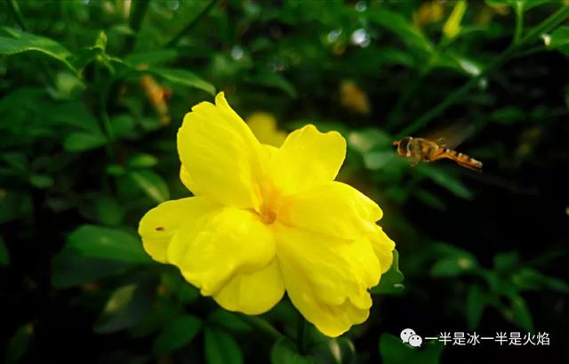 散文诗：风过春天，吹开一季风情