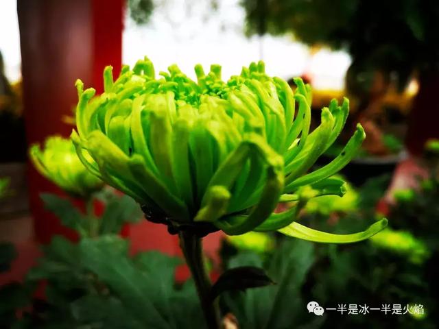 散文诗：春天来了（外一章）