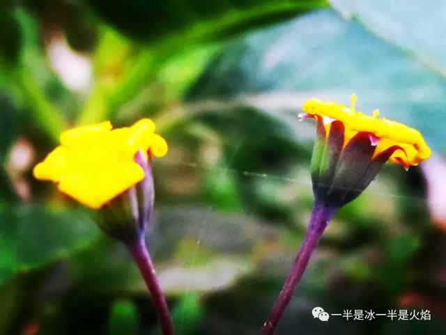 散文诗：春天来了（外一章）
