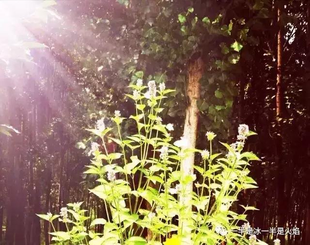 散文诗：（2017）时光，那么短，那么长