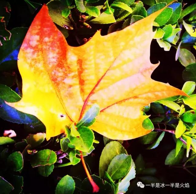 散文诗：（2017）时光，那么短，那么长