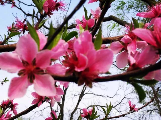 散文诗：三月，情不知所起，一往而深