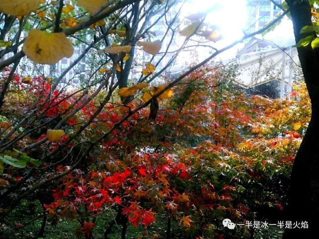 散文诗：这样的秋天，你来吗