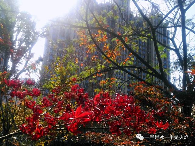 散文诗：这样的秋天，你来吗