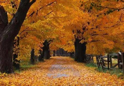 品读散文诗：秋深处，你我皆安！