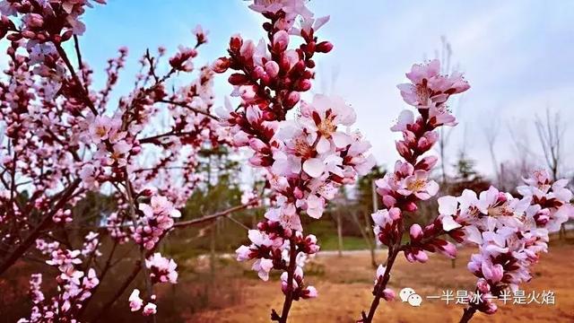 散文诗：漫步 · 春天